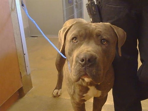 *ZACHARY - Pit Bull Terrier for adoption in Roseville