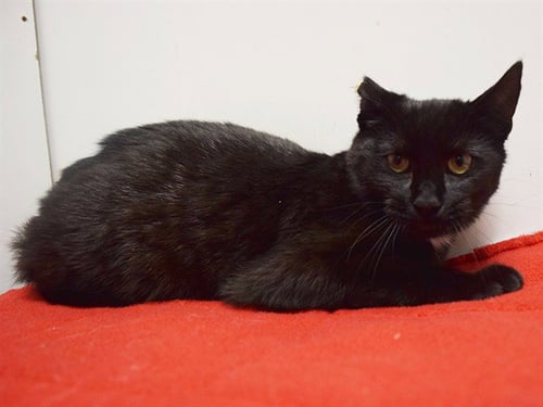 *BRANDY - Domestic Short Hair for adoption in Elk Grove
