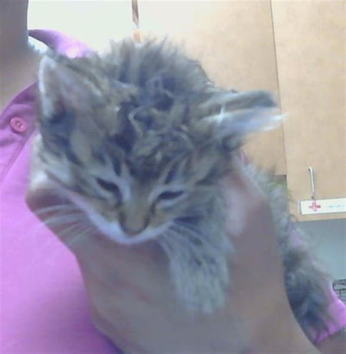 A922168 - Domestic Medium Hair available for adoption