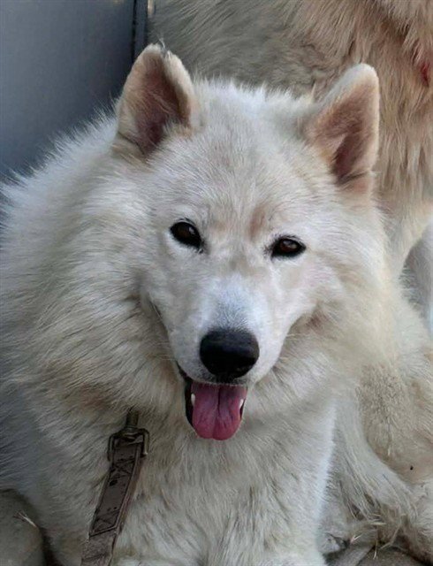 *WAFFLE CRISPS - Siberian Husky available for adoption