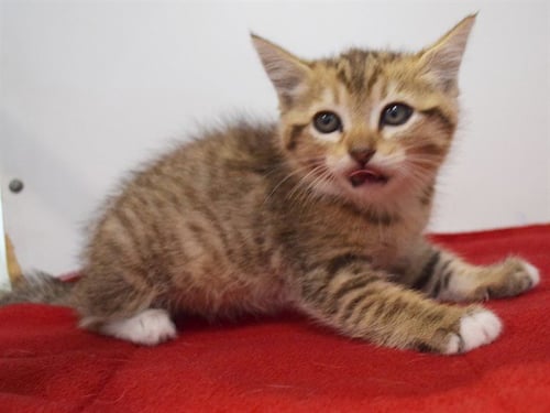 A919487 - Domestic Short Hair available for adoption