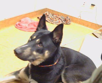 BUDDY BLUE DASH - German Shepherd Dog available for adoption