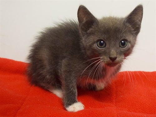 *POPEYE - Domestic Short Hair available for adoption