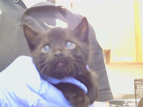 A926508 - Domestic Short Hair available for adoption