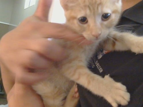 A915726 - Domestic Short Hair available for adoption