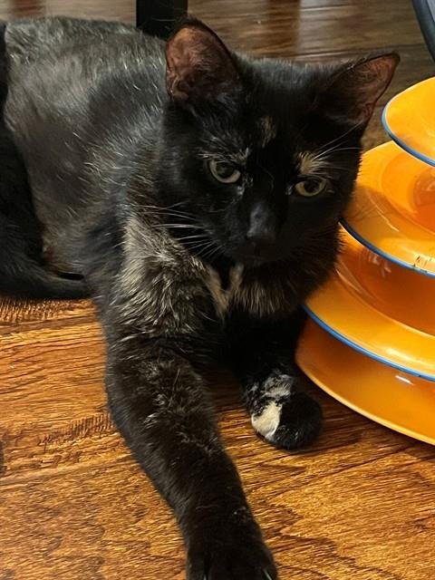 ITALIA - Domestic Short Hair available for adoption