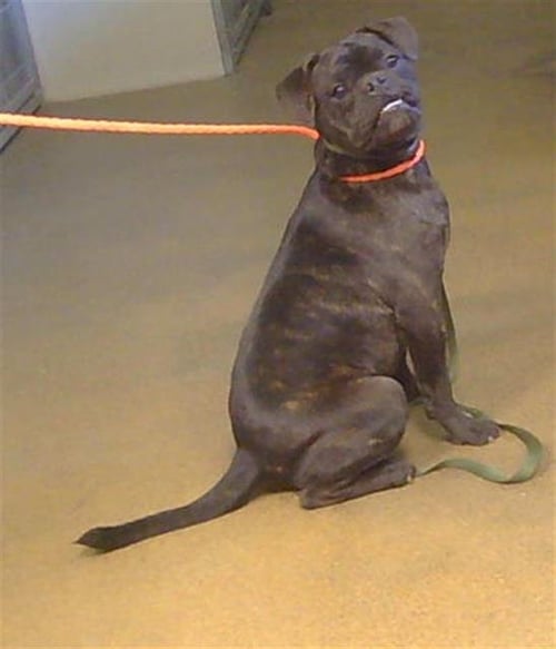 *MUGSY - Pug available for adoption