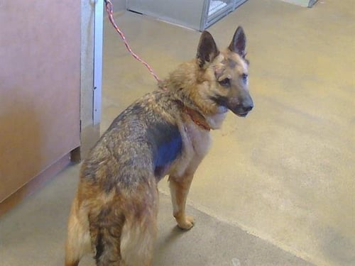 *TARJA - German Shepherd Dog / Siberian Husky for adoption in Roseville
