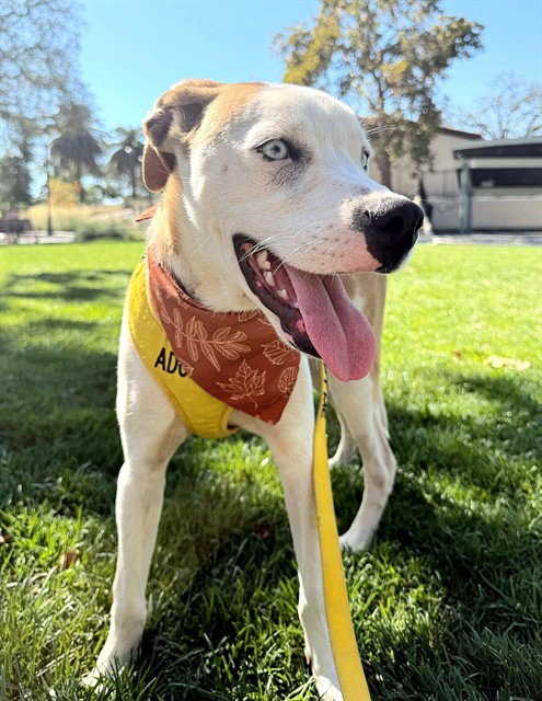 THEODORE - Pointer / Siberian Husky available for adoption