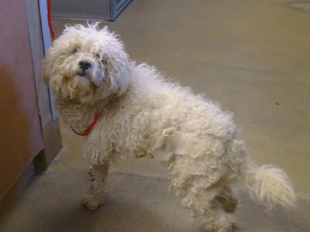 *BRODY - Poodle (Miniature) available for adoption