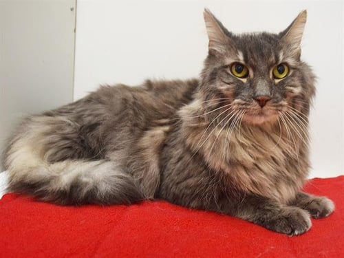 A927890 - Domestic Medium Hair available for adoption