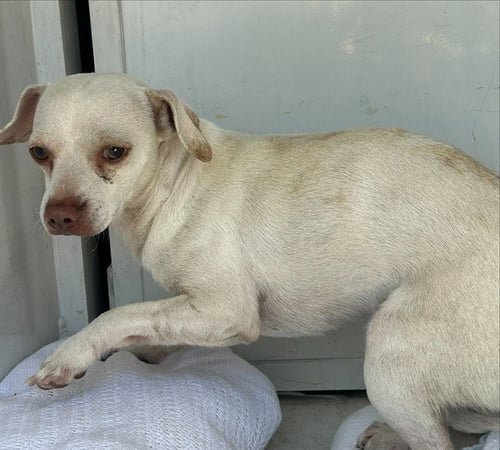 A926193 - Chihuahua available for adoption