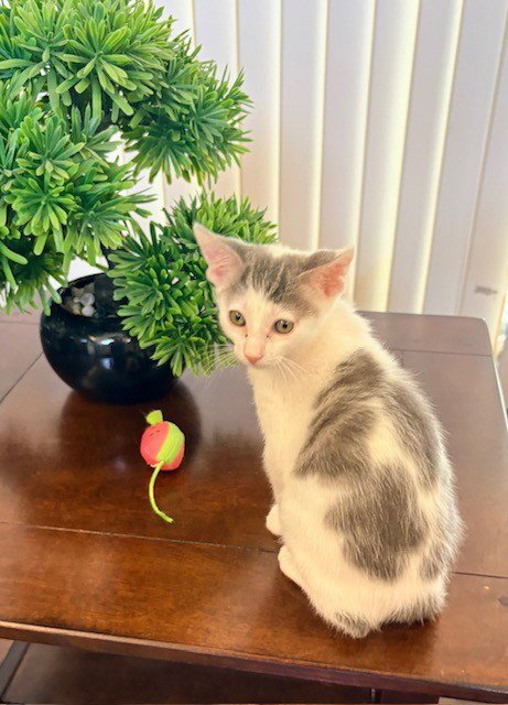 CHARLEY - Domestic Short Hair available for adoption