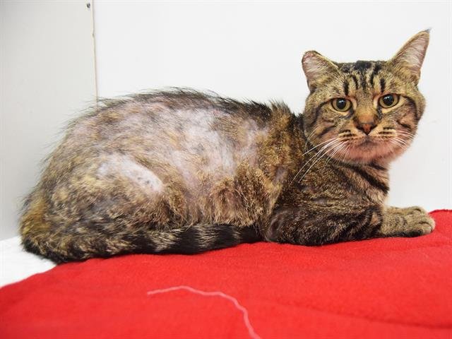 *GLO WORM - Domestic Short Hair available for adoption