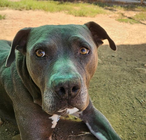 A924624 - Pit Bull Terrier available for adoption