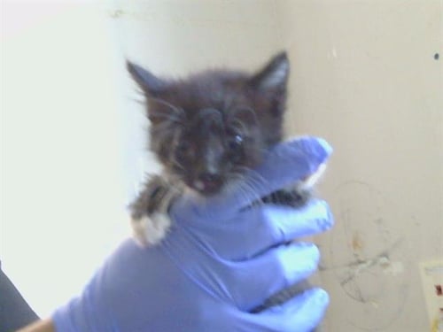 *TYPHOON - Domestic Short Hair available for adoption