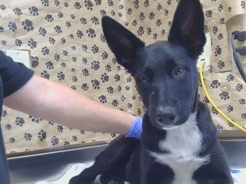 A927522 - German Shepherd Dog available for adoption