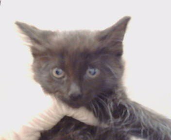 A925182 - Domestic Medium Hair available for adoption