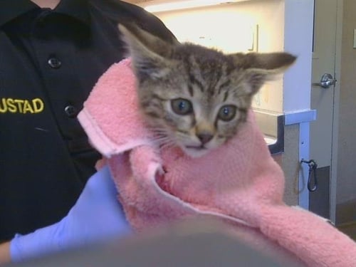 A923674 - Domestic Short Hair available for adoption