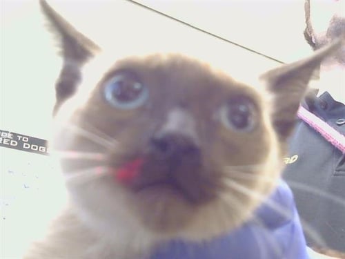 A927627 - Siamese available for adoption