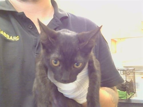 A924940 - Domestic Short Hair available for adoption