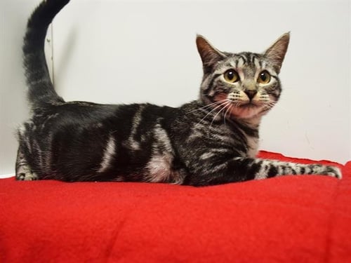 A928434 - Domestic Short Hair available for adoption