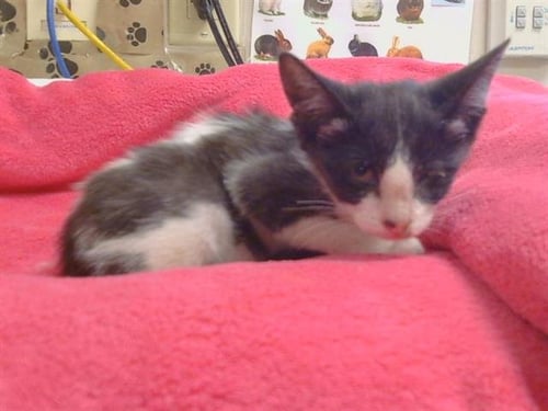 A925613 - Domestic Short Hair available for adoption