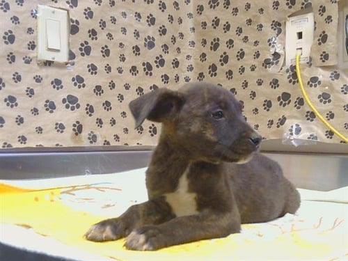 A927662 - Pit Bull Terrier available for adoption
