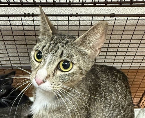 *PETUNIA - Domestic Short Hair available for adoption