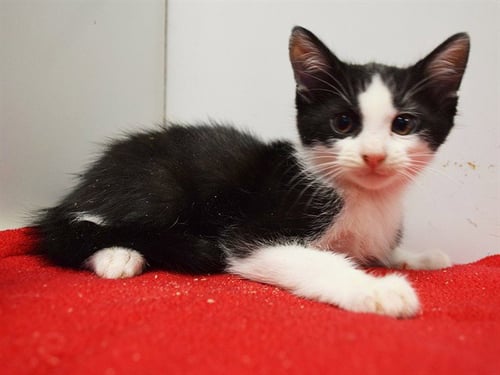 *STARBURST - Domestic Short Hair available for adoption