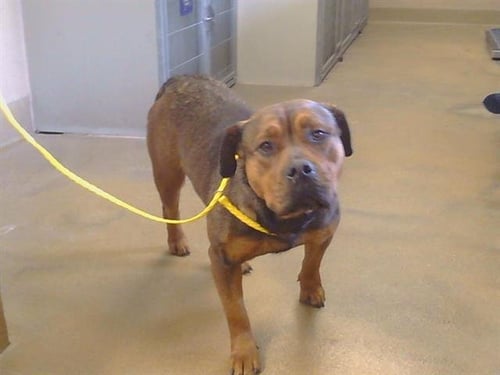 *DORITO - Pit Bull Terrier / German Shepherd Dog available for adoption