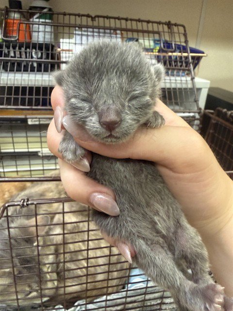 A921953 - Domestic Short Hair available for adoption