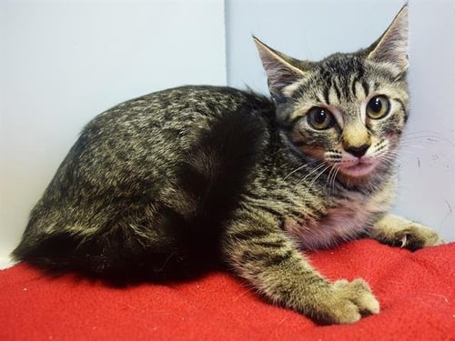 *MCKAYLEE - Domestic Short Hair available for adoption