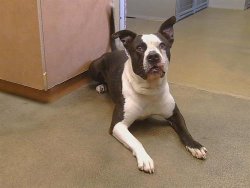 *JOHNNY BRAVO - Pit Bull Terrier for adoption in Roseville
