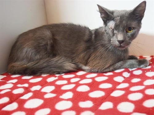 *CYCLOPES - Domestic Short Hair available for adoption