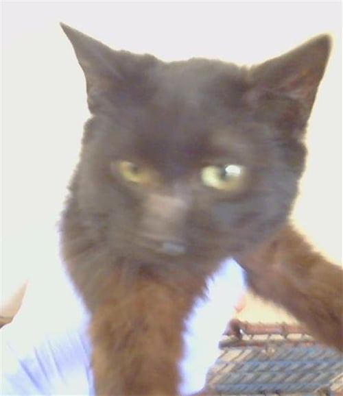 *NIGHTWING - Domestic Short Hair available for adoption