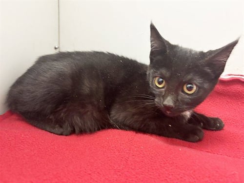 *CARLY - Domestic Short Hair available for adoption