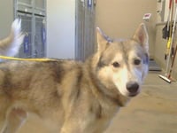 *INU YASHA - Photo 1