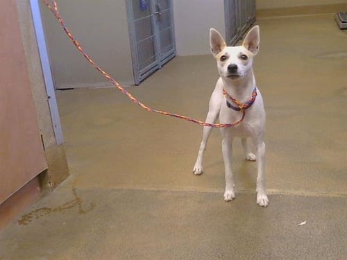 A928366 - Rat Terrier available for adoption