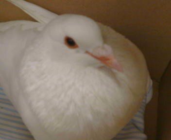 *MARV Image