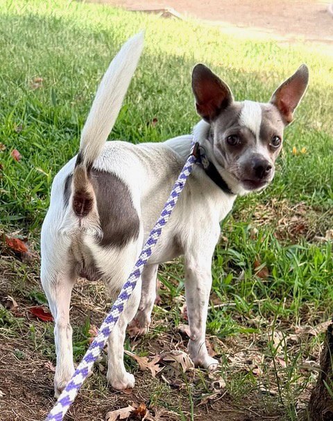 *ARAMIS - Chihuahua available for adoption