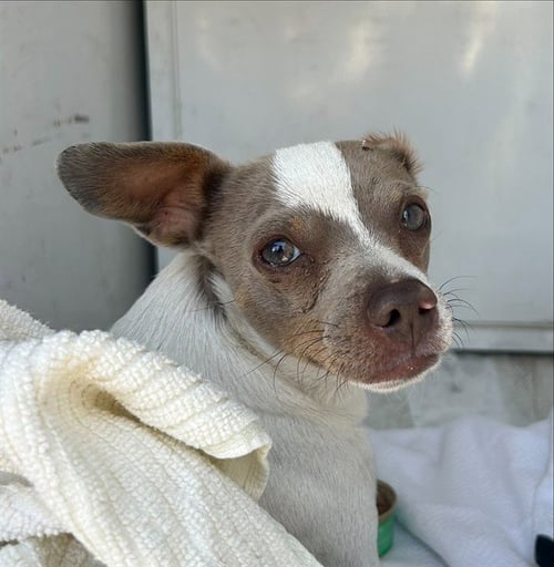 *ARAMIS - Chihuahua available for adoption
