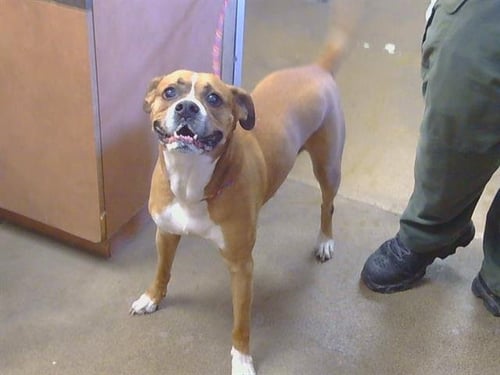 CODY - Boxer available for adoption