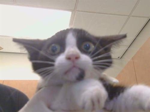 A925418 - Domestic Short Hair available for adoption