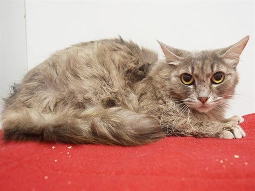 *AVERY - Domestic Medium Hair available for adoption