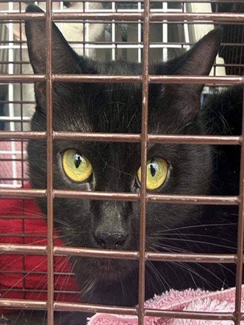 *SAVANNAH - Domestic Short Hair available for adoption