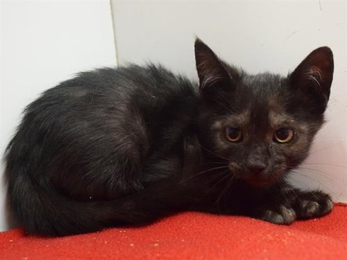*ARABELLA - Domestic Short Hair available for adoption