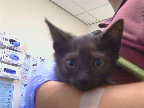 A929342 - Domestic Short Hair available for adoption