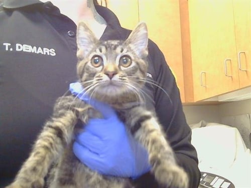 A929770 - Domestic Short Hair available for adoption