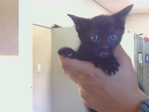 *LUKE - Domestic Short Hair available for adoption